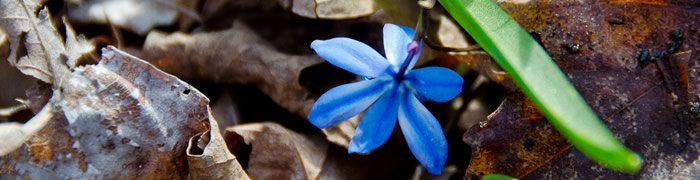blue-flower.jpg - 36.15 kB