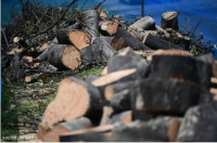 Personería de Bogotá sugiere suspensión de tala de árboles en la Avenida 68