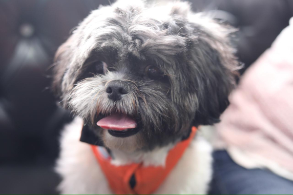Mía, la perrita que conquistó corazones en la Personería